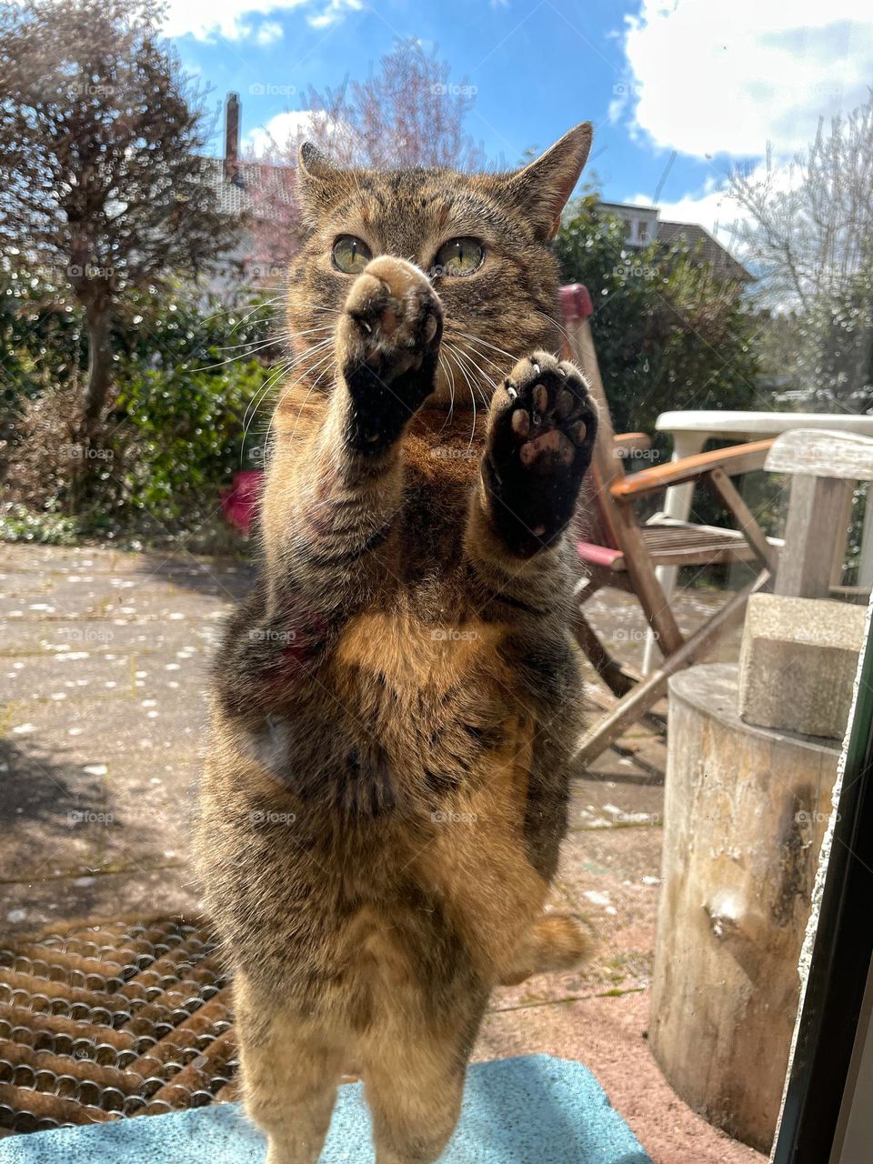 Close-up of a tabby cat standing at a window and looking in