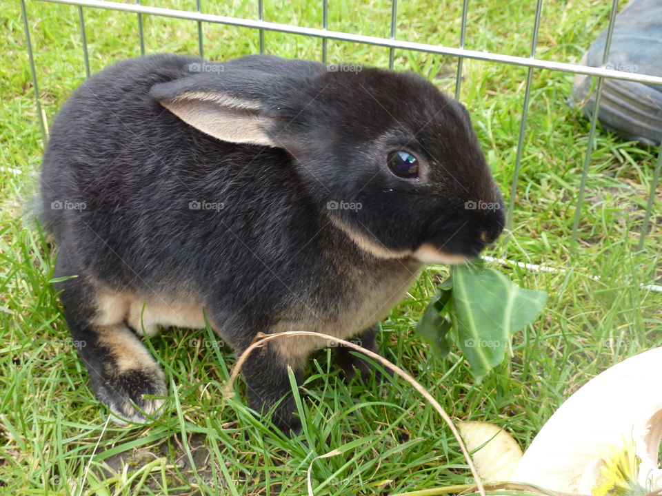 My rabbit Nibbles chomping on a cabbage leaf.