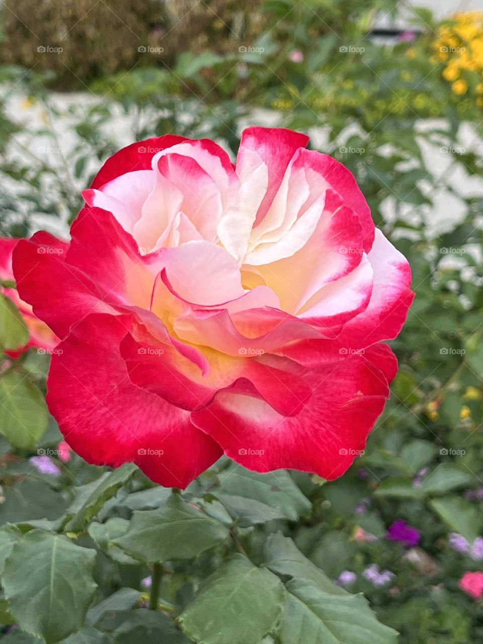 Beautiful Rose in Yuanshan Flower Expo Park