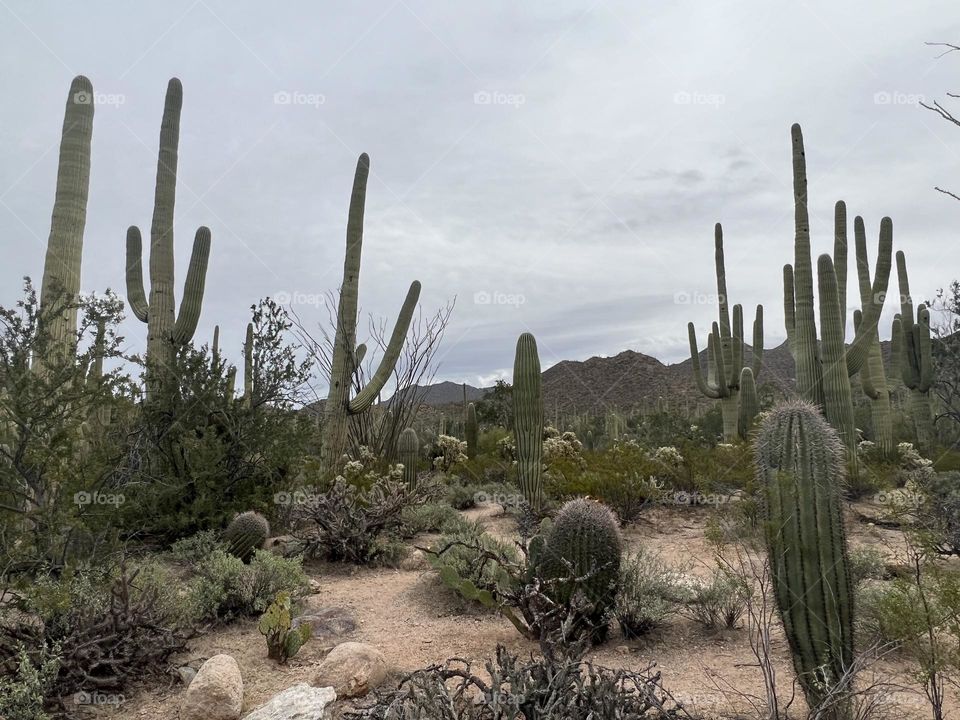 Saguaro National Park