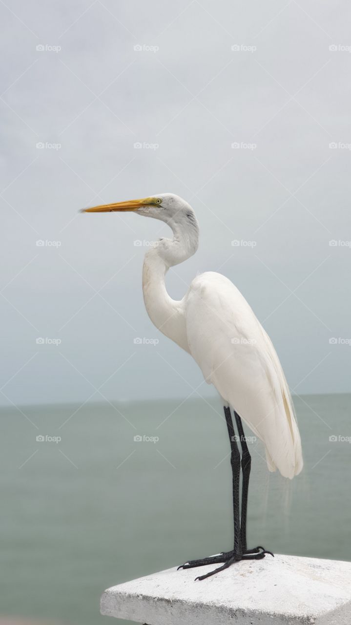 Beautiful portrait of white egret by the ocean 