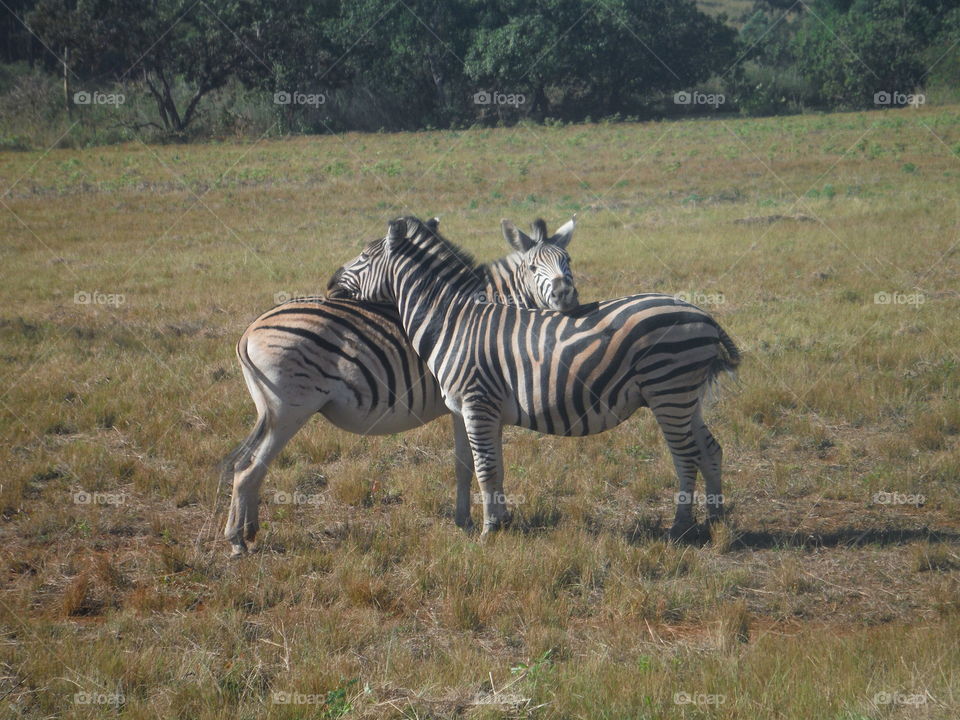 a pair of zebras grooming each other in Swaziland