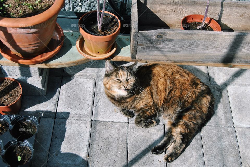 The smiling cat loves be in the greenhouse 