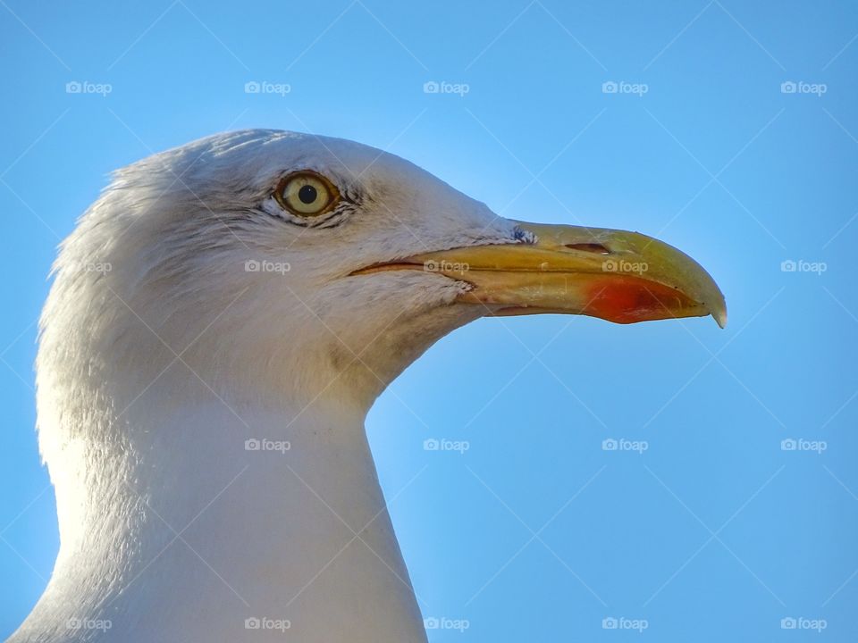 Seagull close up