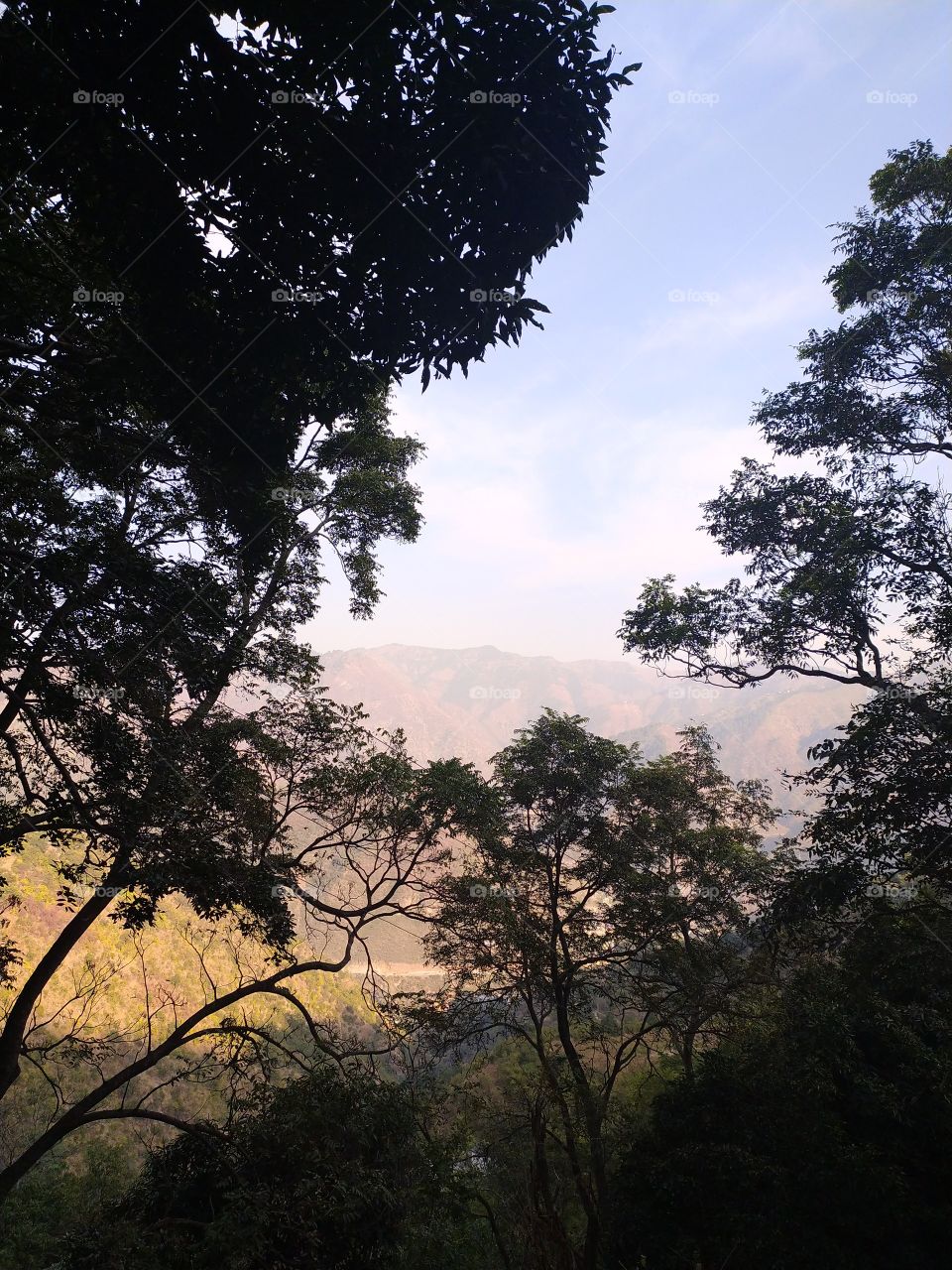 Beautiful view of distant mountains through the trees