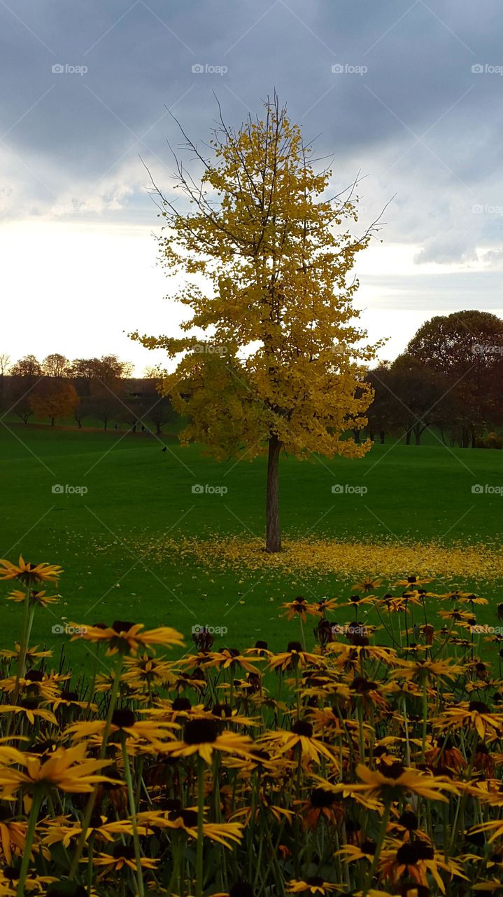 Herbst Baum Blätter und Blumen