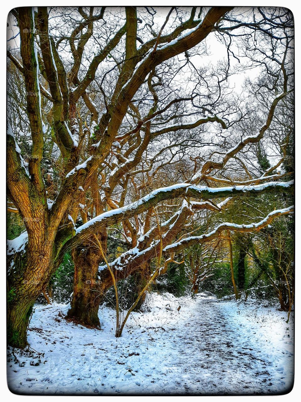 Snow dusted woodland scene with footpath winding through and patches of green lichen and foliage