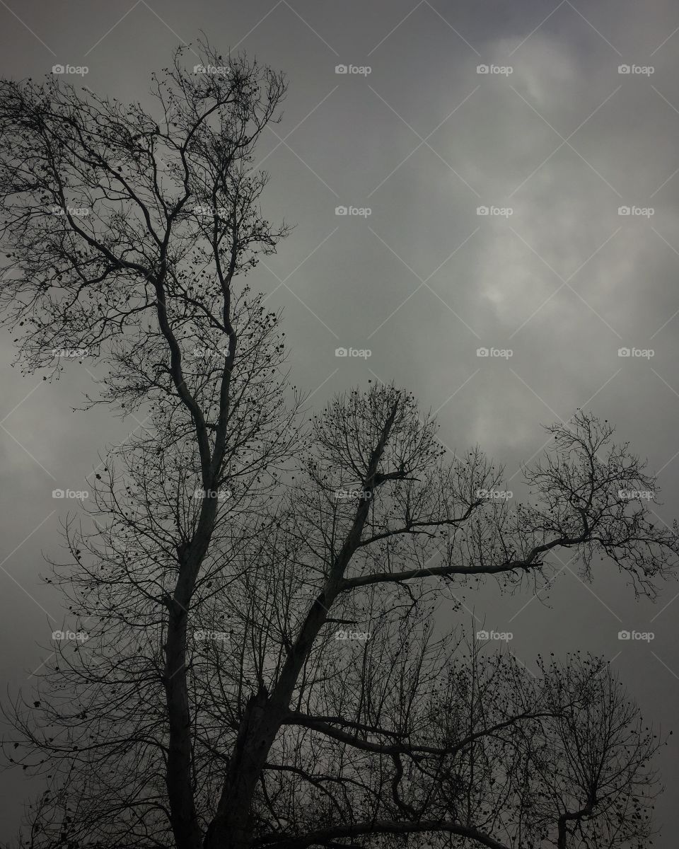 Moody tree, overcast 