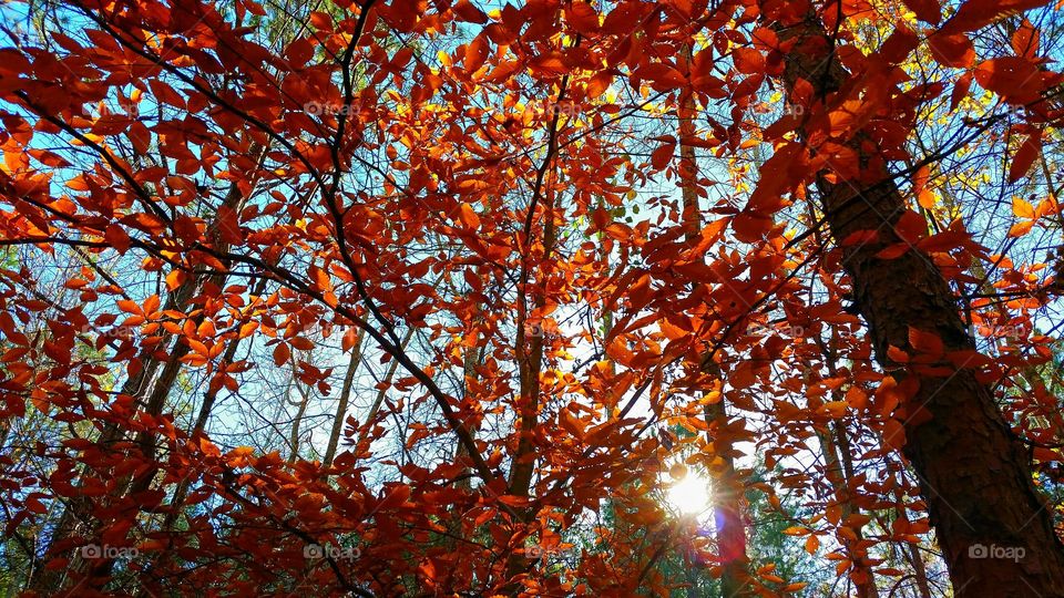 brilliant fall forest in the sunlight