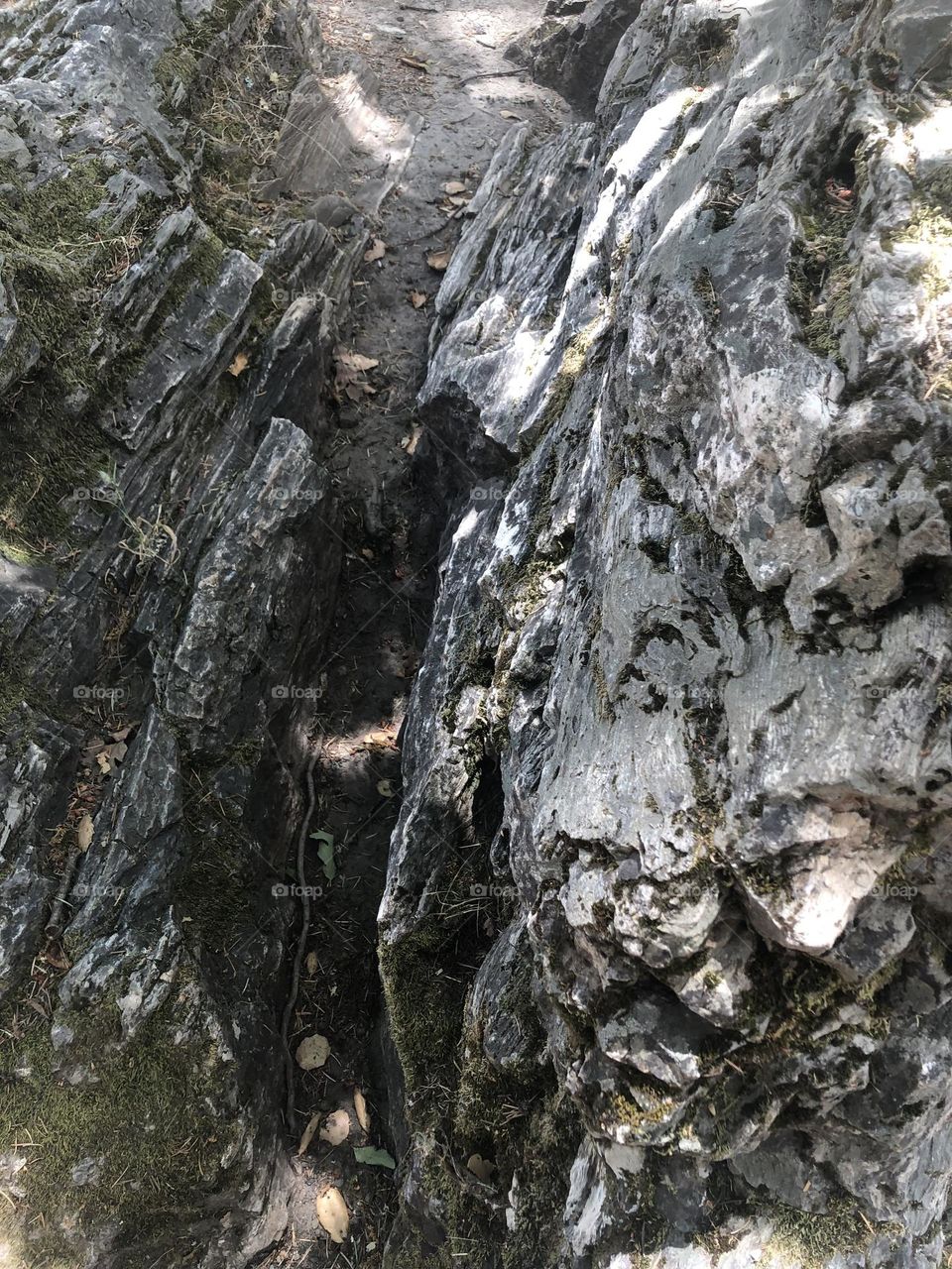 Petrified wood close-up