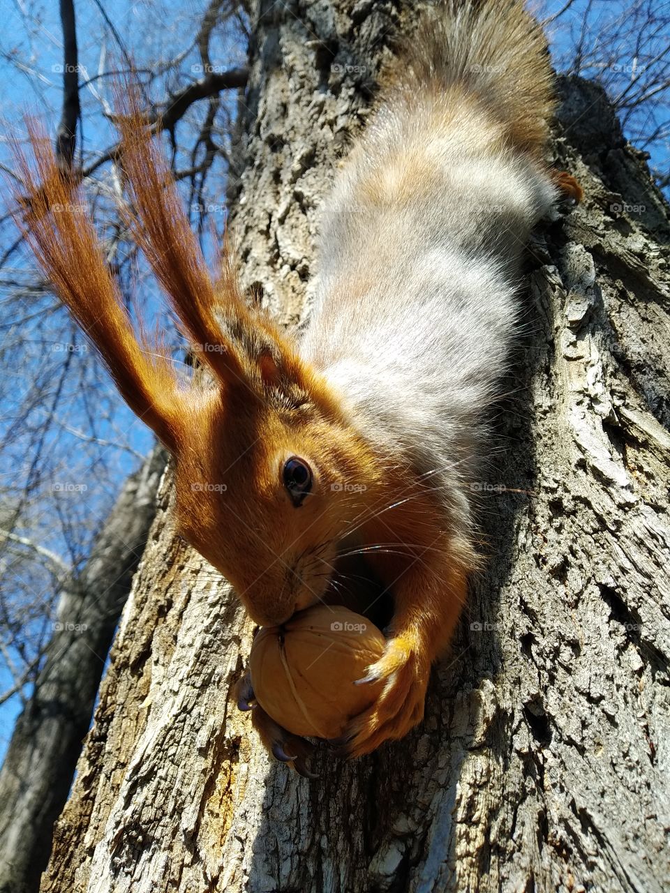 Squirrel