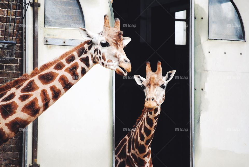 Giraffes 