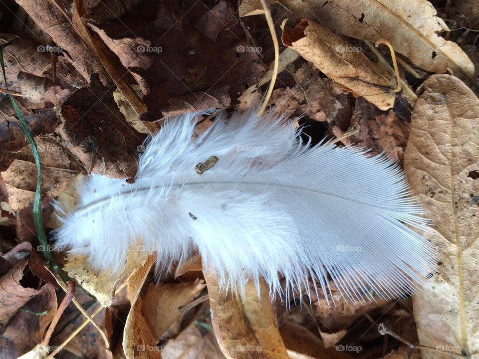 Autumn Feather