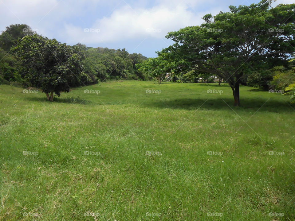 Beautiful Green Landscape