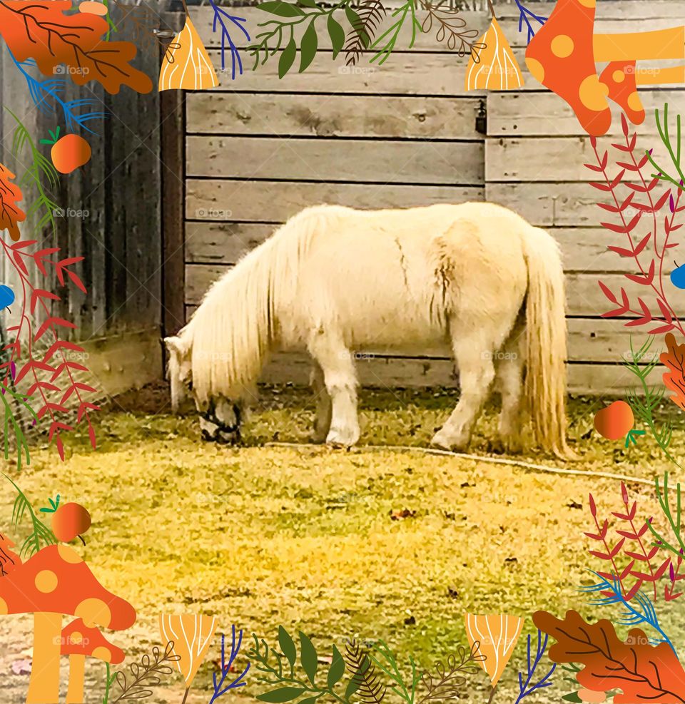 A pony grazing on the lawn to pass the time.