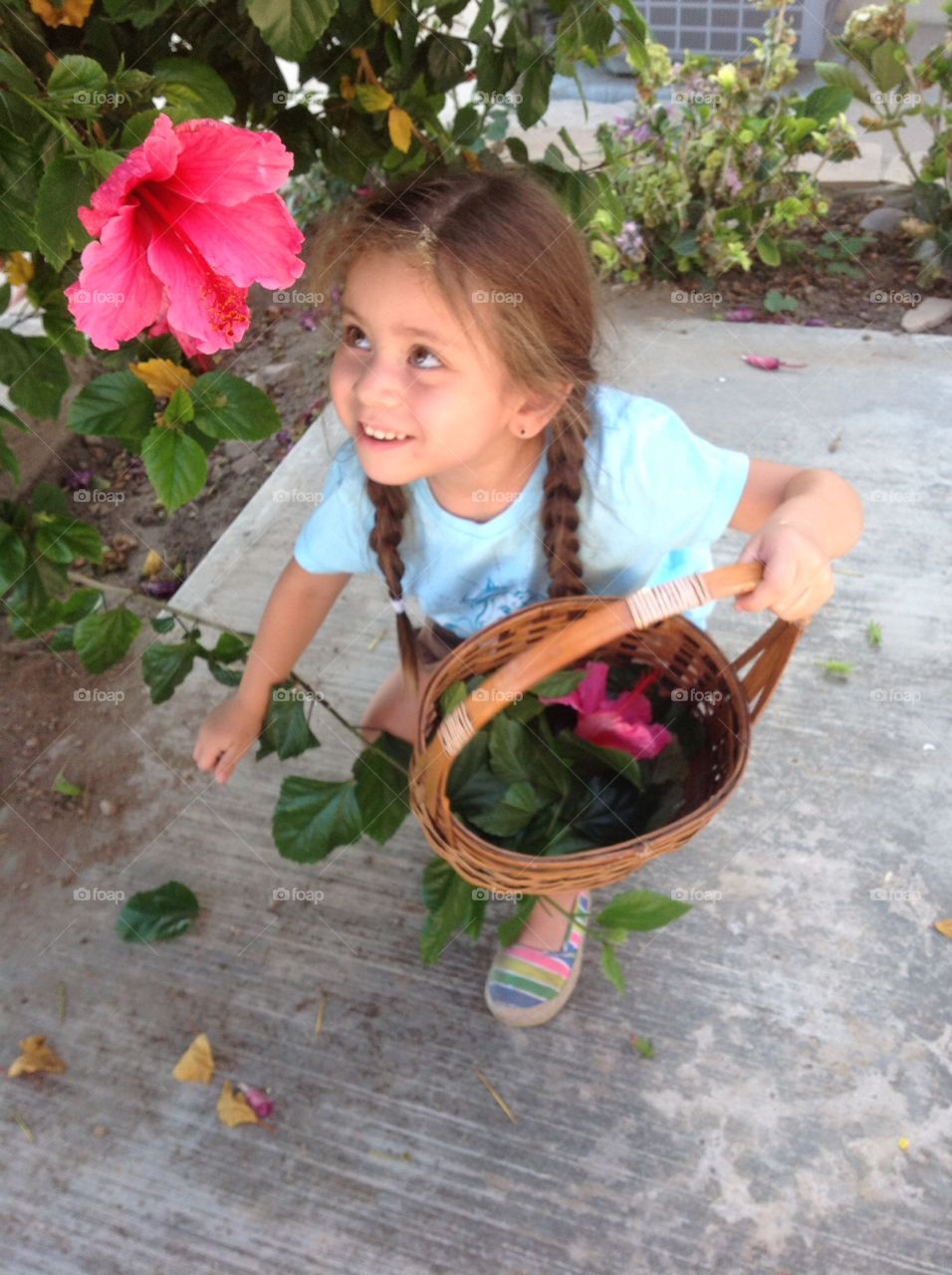 Flowers, summer, basket 