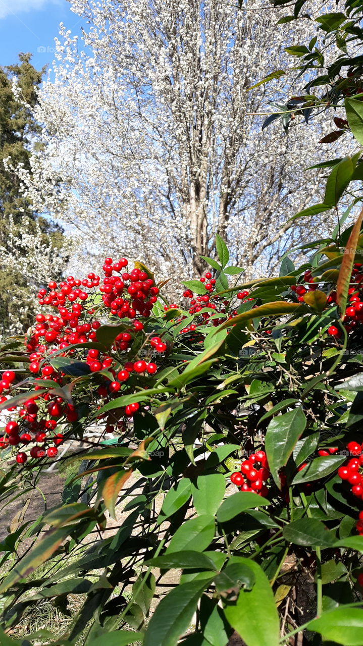 First signs of Spring in my neighborhood