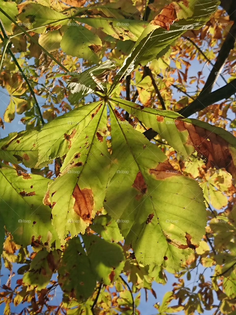 Nature
Horse chestnut
Autumn
Beautiful
Sunny