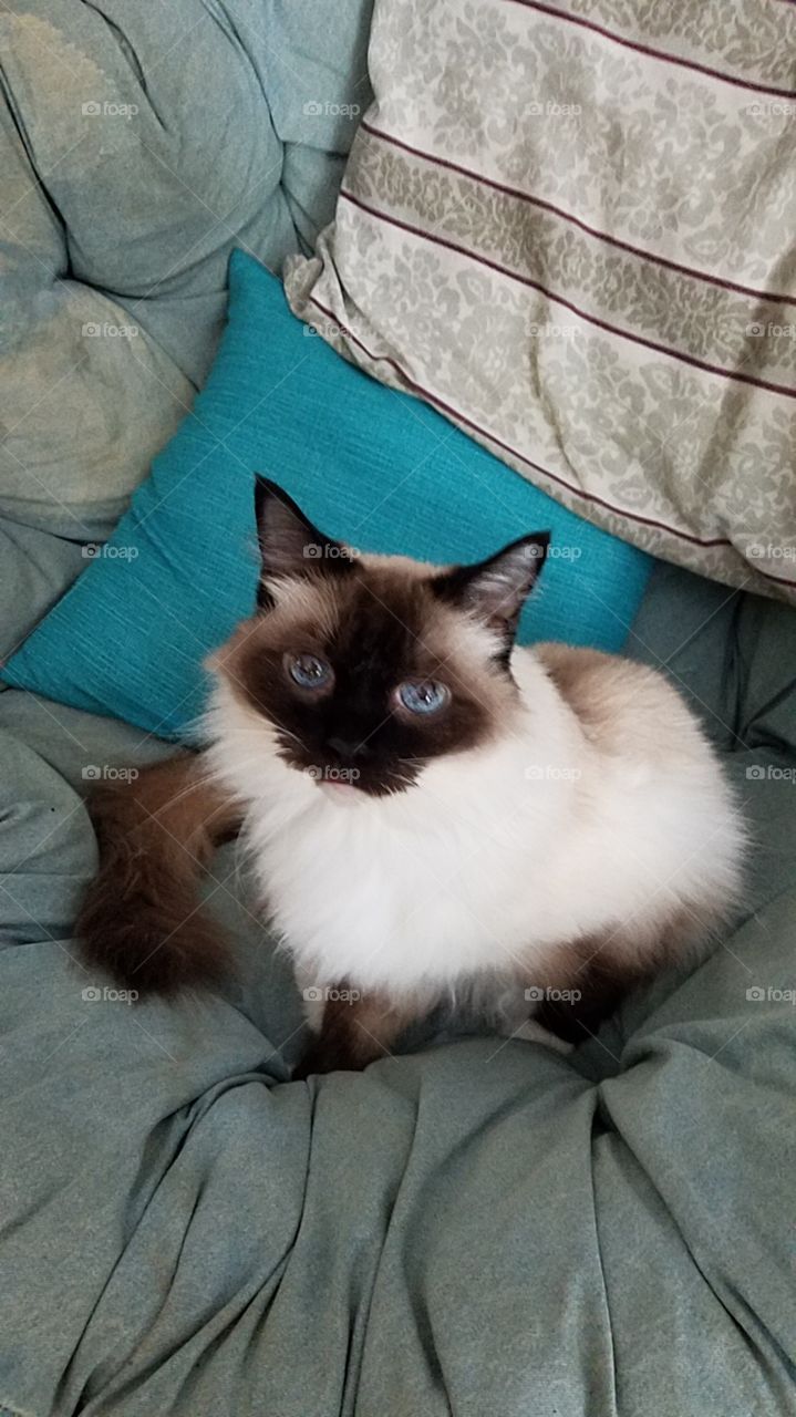 Kitty's blue eyes