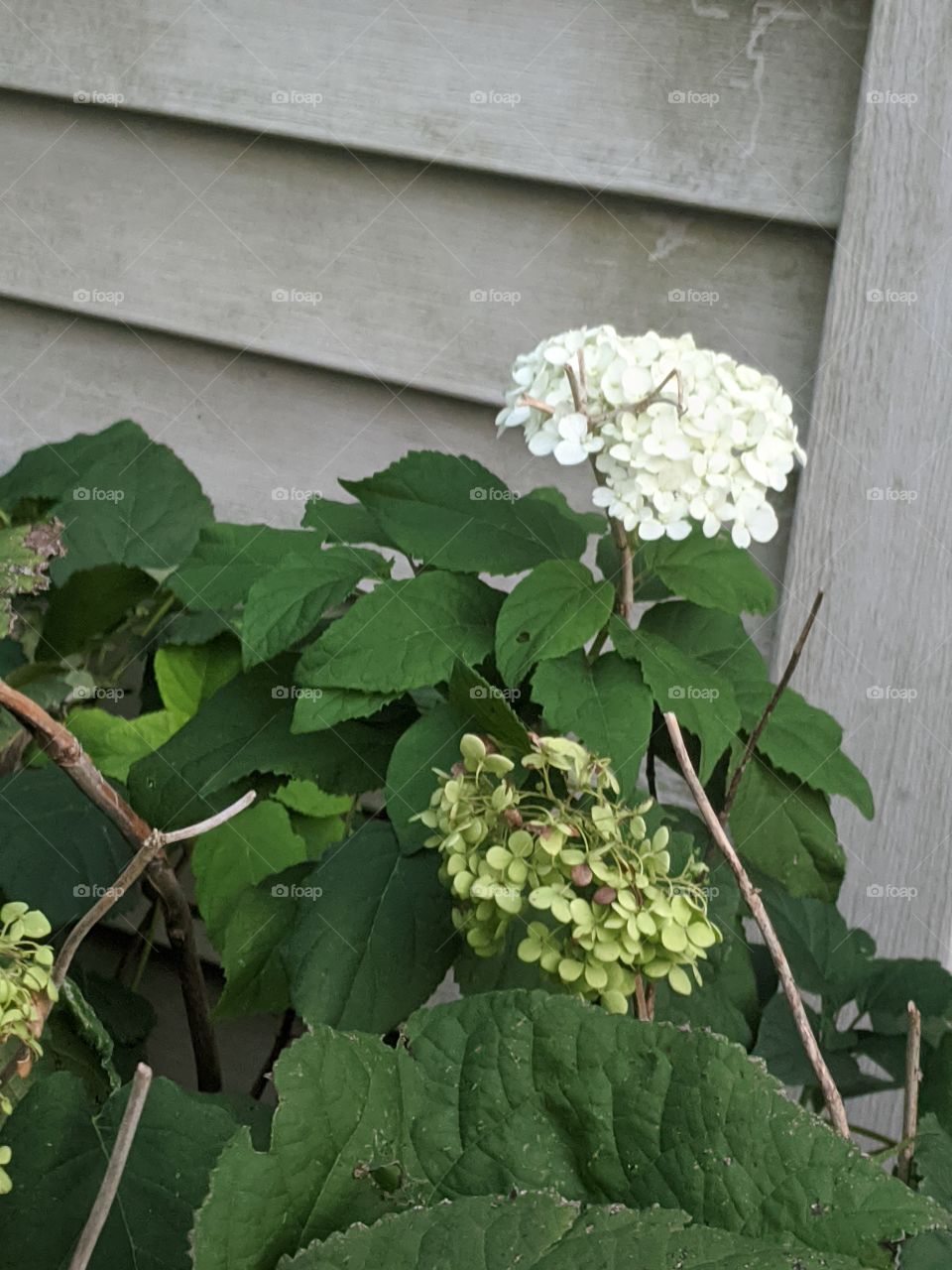 Hydrangeas 💗 It's makes our garden more fresh and cool 😎 Just loved it ❤️