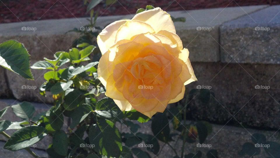 Yellow rose 