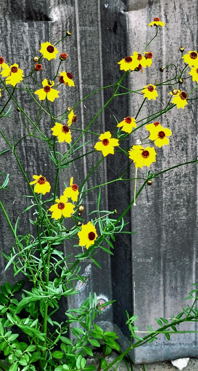 Wild daisys in the odd place.