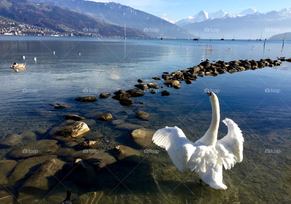 Swan Lake Thun