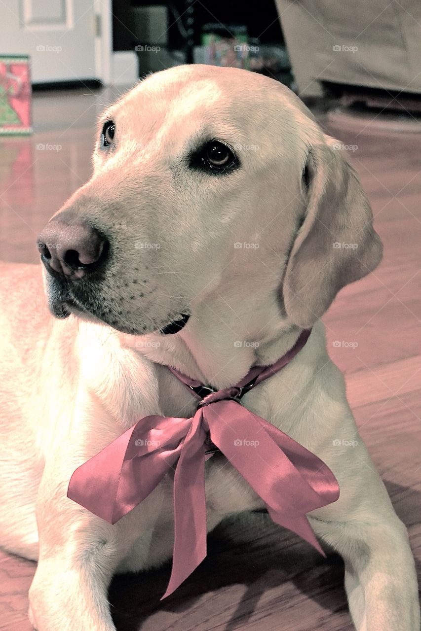 Golden Labrador Retriever with a red Christmas bow 