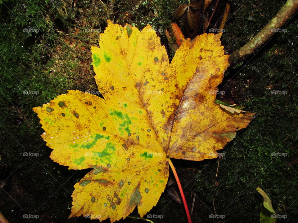 a fallen leaf