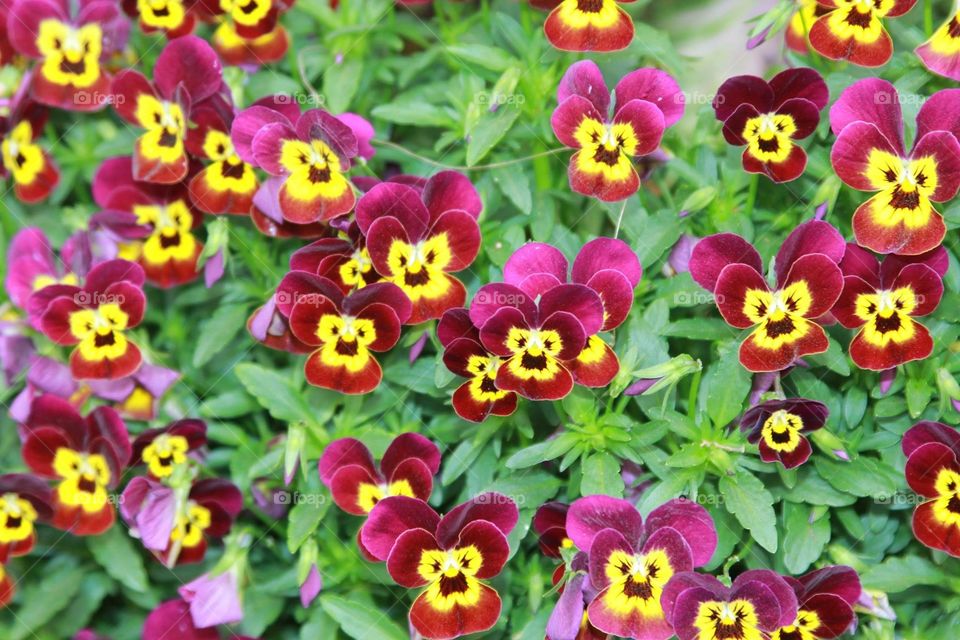 Monkey Face Pansy