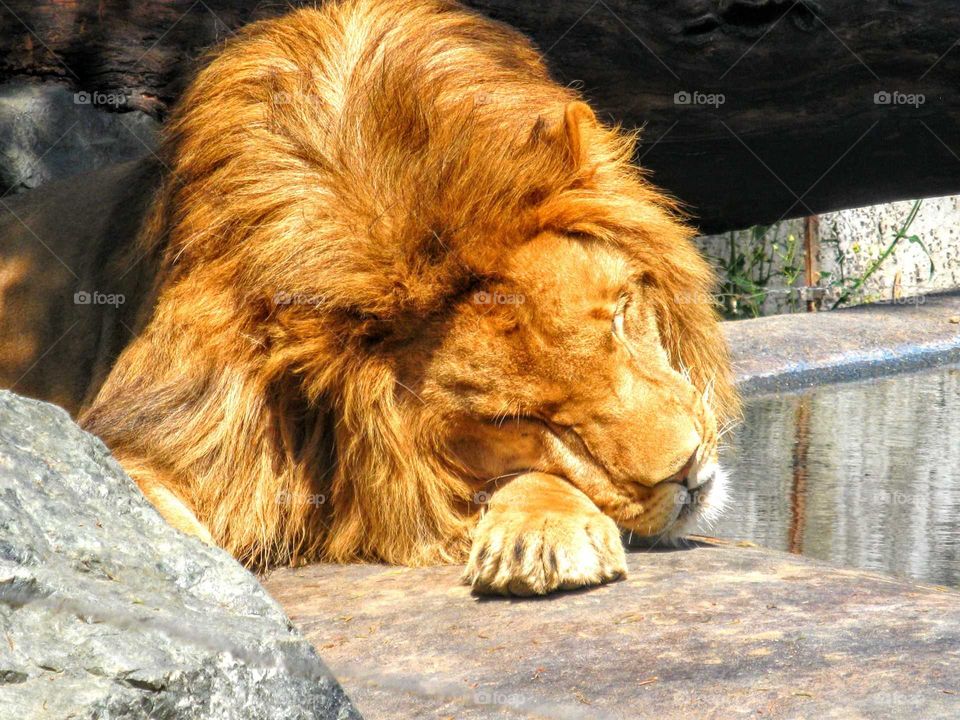 Golden Lion Sleeping "Real Life Alex the Lion"