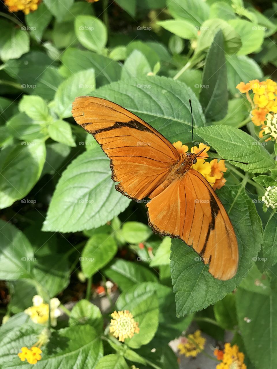Orange butterfly on bright flower