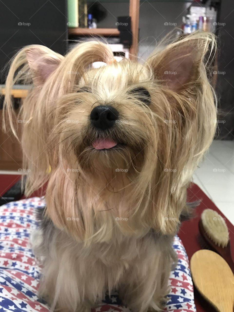 The mouth and tongue of my dog, dog mouth. (yorkshire terrier)