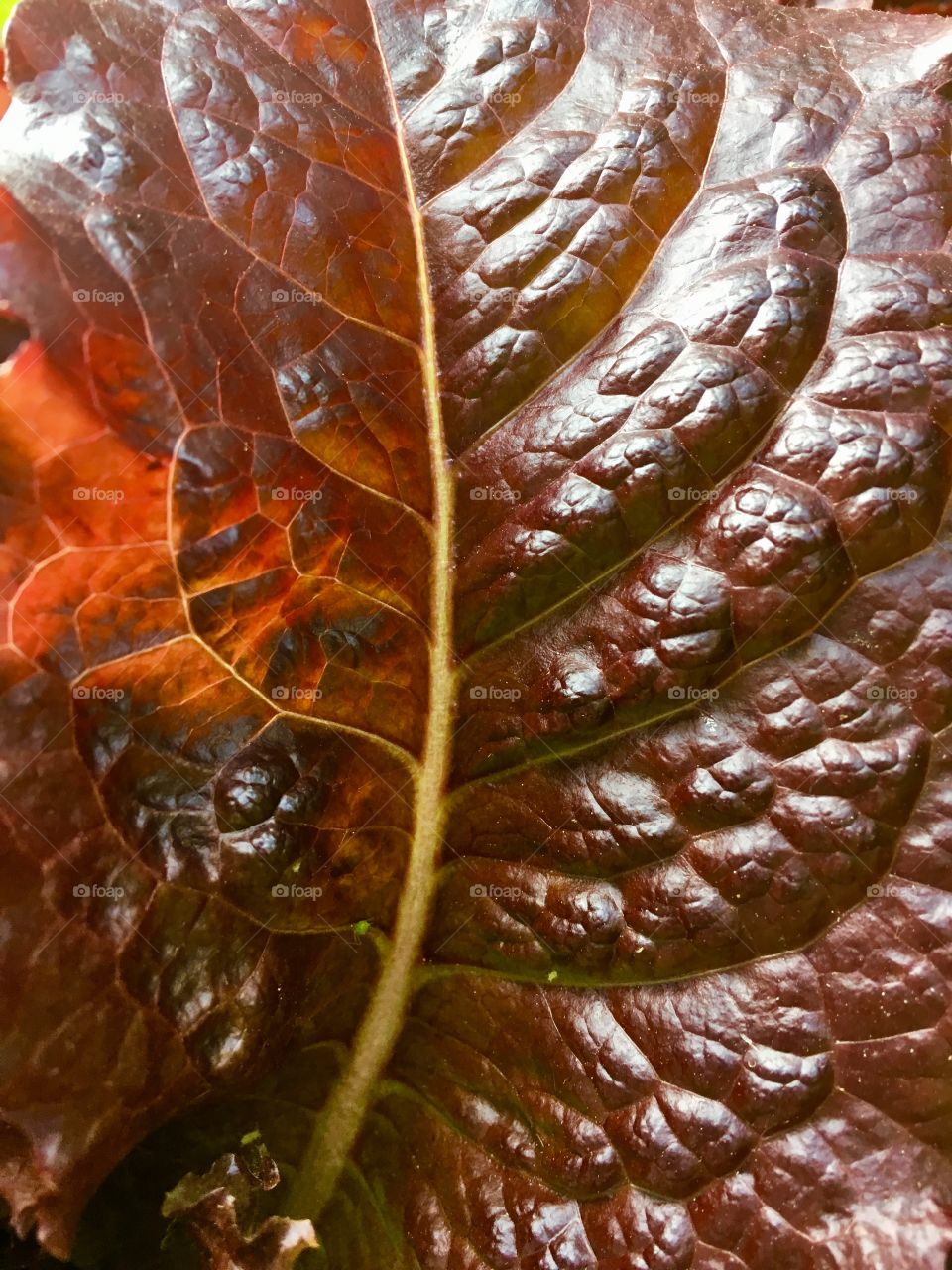 Red lettuce