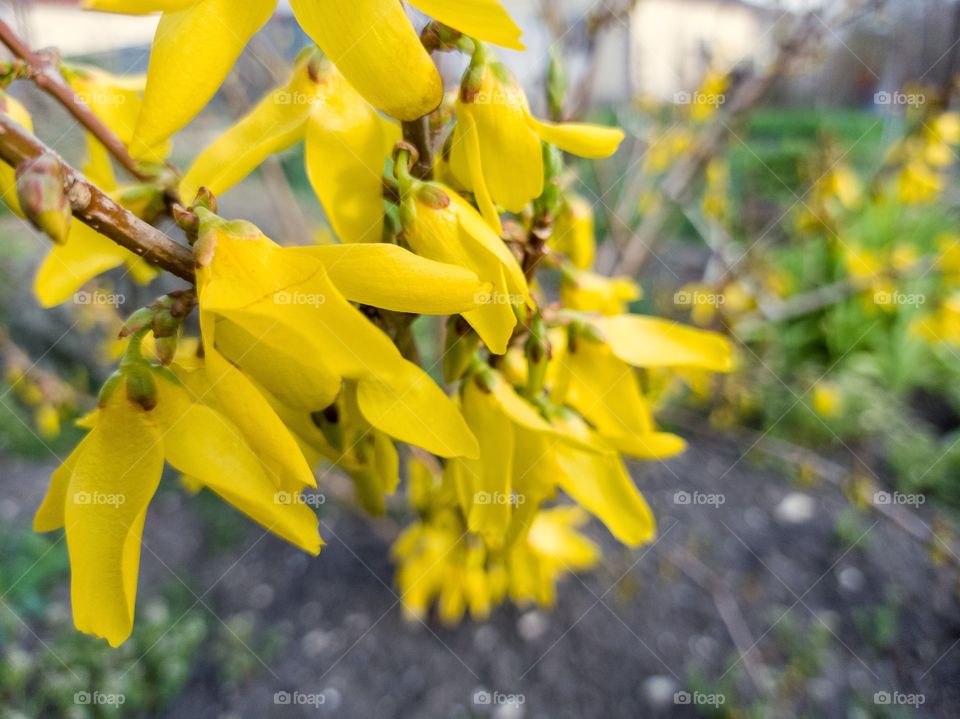 forsythia, an ornamental garden shrub.