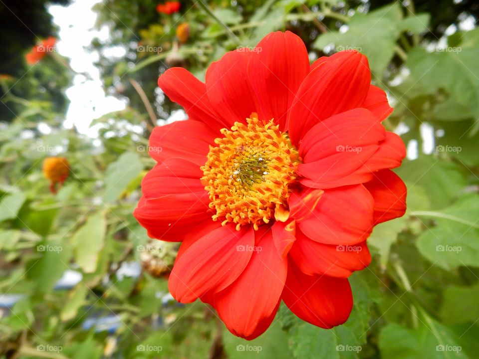 Red flower