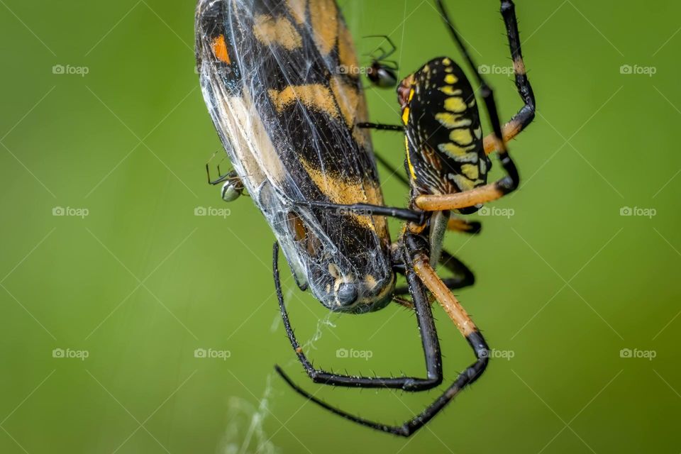 Yellow garden spider (Argiope aurantia) has captured an Eastern tiger swallowtail (Papilio glaucus). The tiny spiders are American Dewdrop Spiders (Argyrodes elevatus), which feed off of prey captured by other spiders. 
