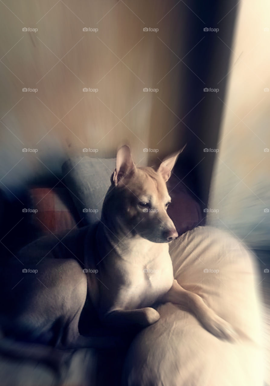 Pet dog taking rest.