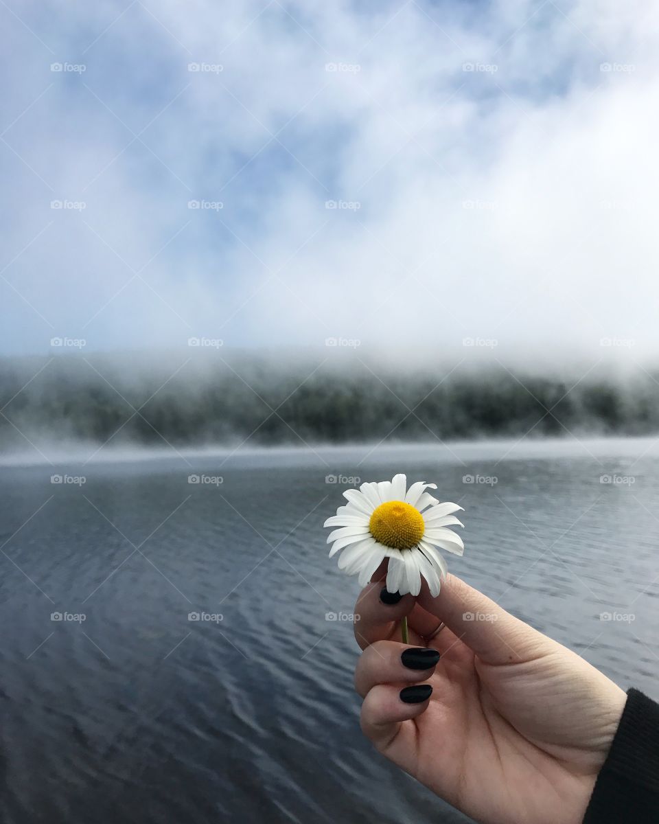 A daisy in the fog 