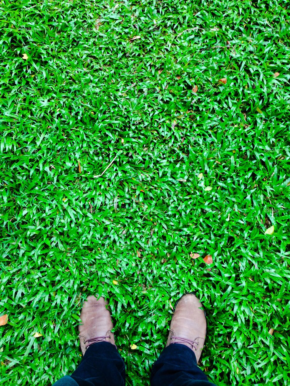 Green carpet. Stepping on the grass field