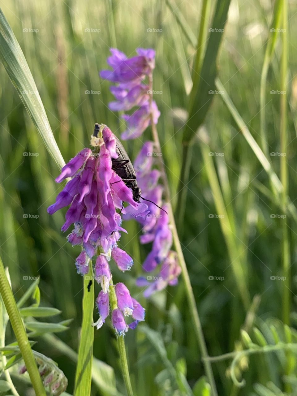 Wildflowers 