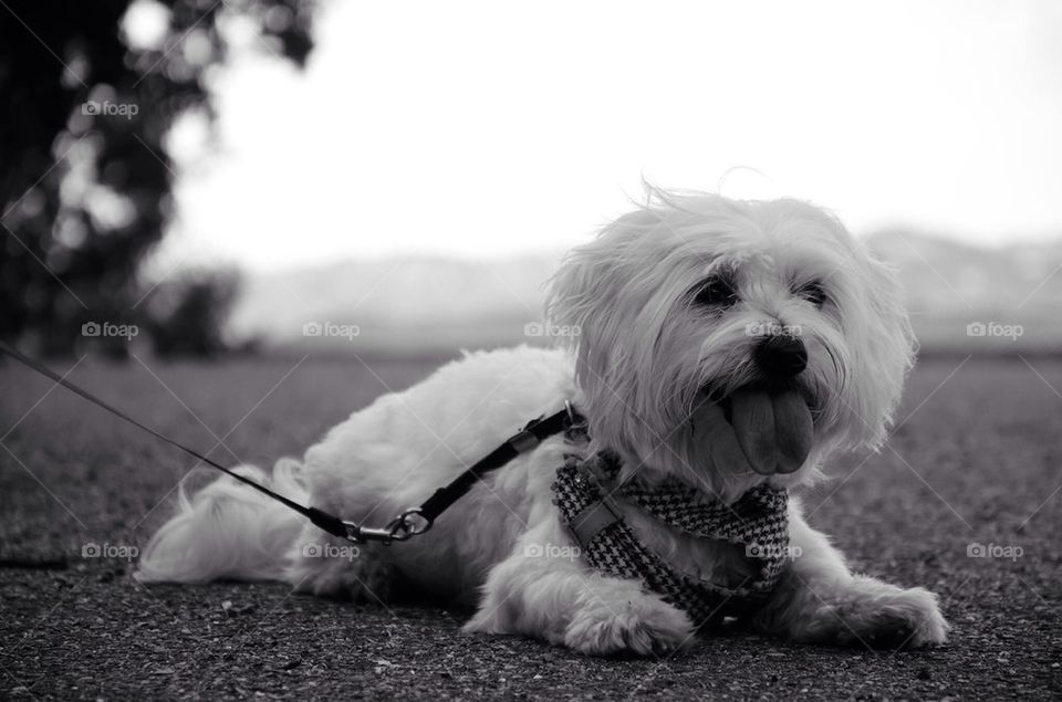 White maltese dog 