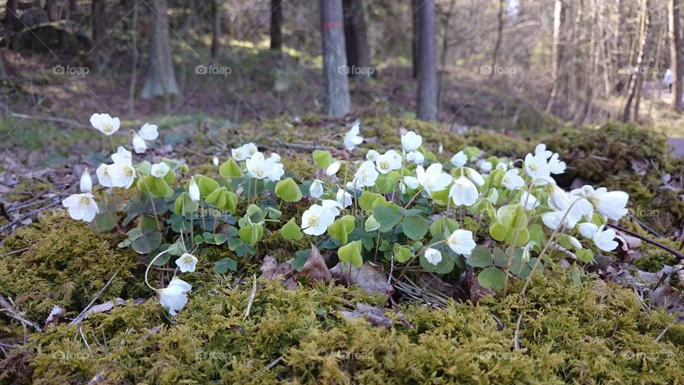 Spring flowers in the forest