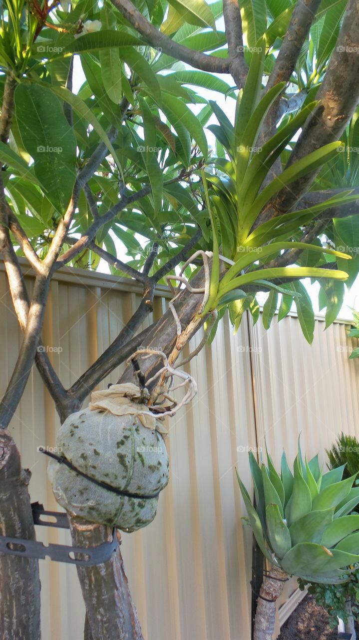 houseplants, tree pot