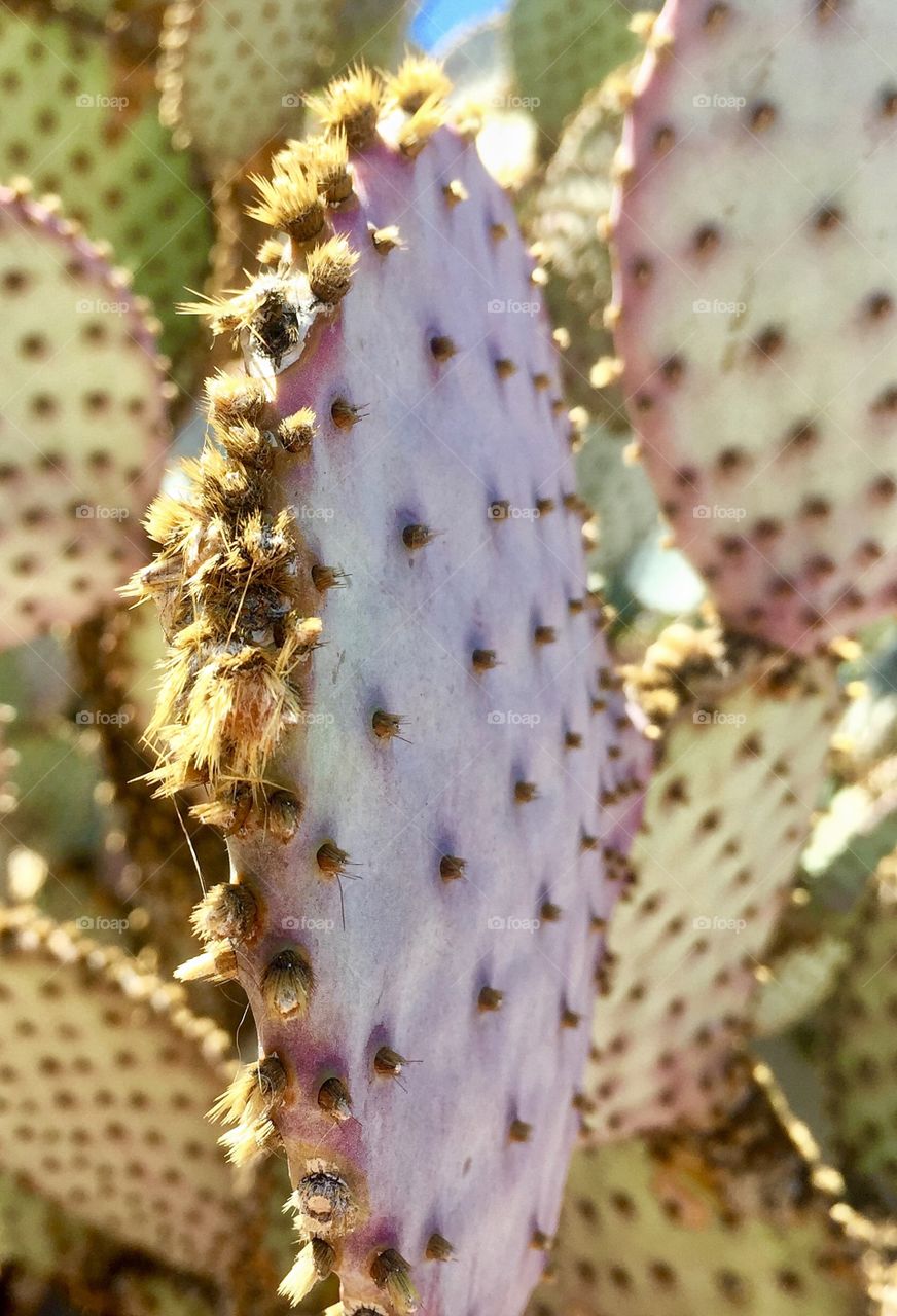 Arizona Cactus 