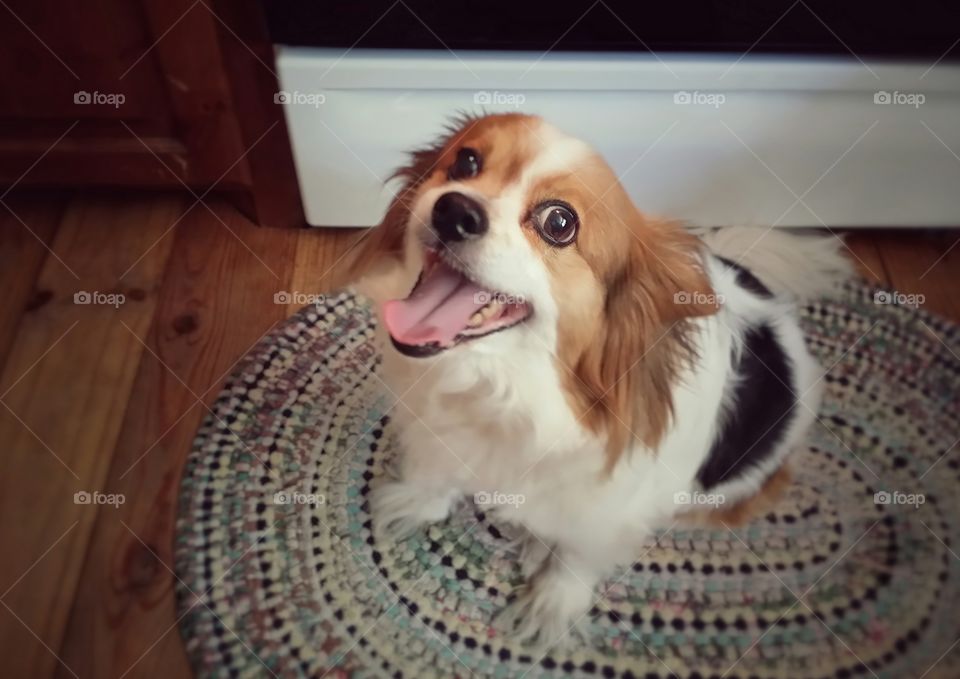 Happy papillon puppy dog smiles up sitting on a kitchen rug