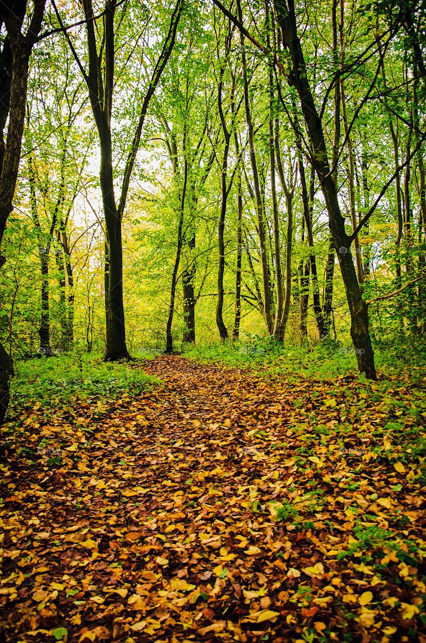 Trees and fallen leaves in forest
