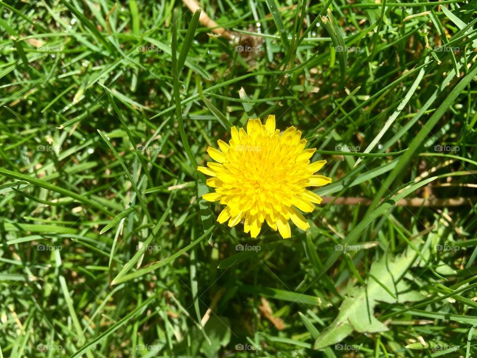 Dandelion