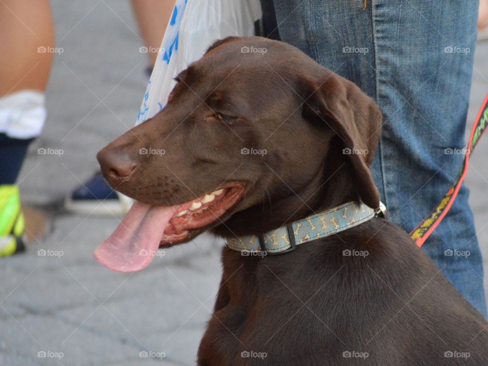 Someone's pet at a soccer game