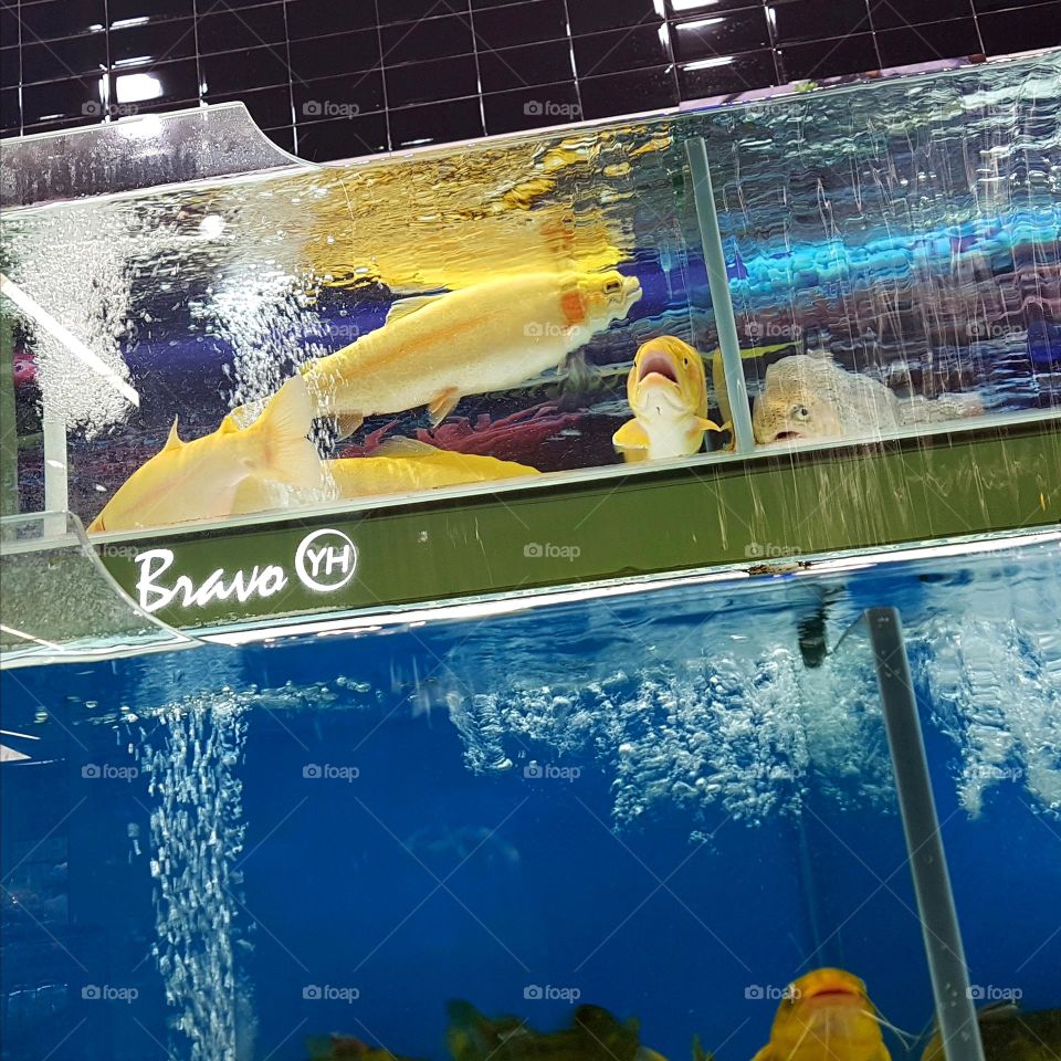 Fish in supermarket